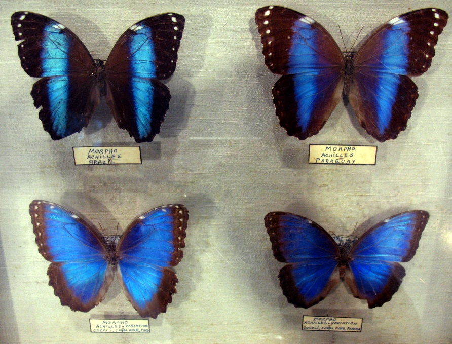 Butterflies in a Museum